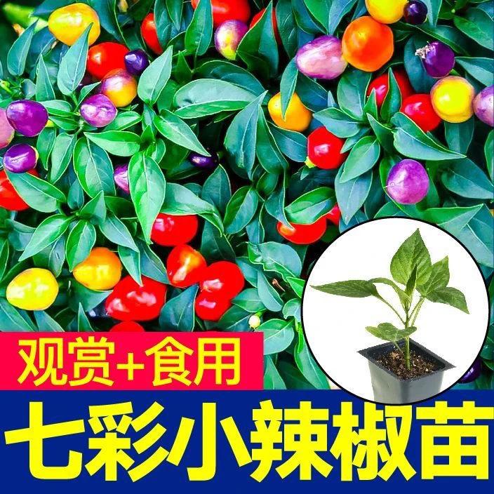 七彩小辣椒秧苗带土球可观赏食用适合阳台四季盆栽