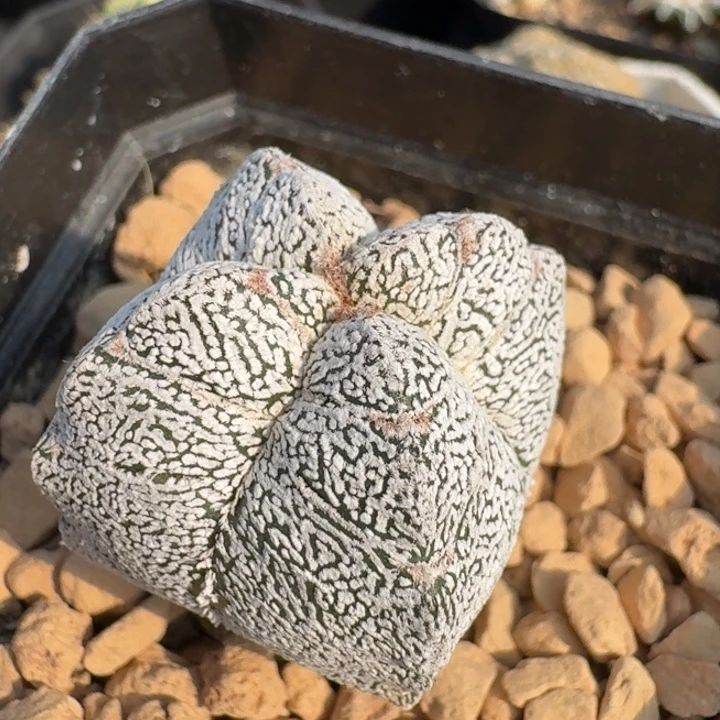 恩冢鸾凤玉实生仙人球