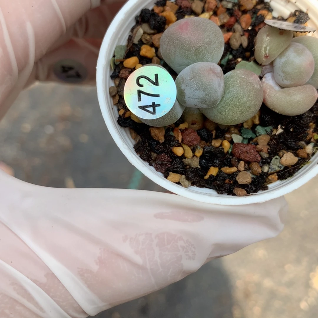 米可奶酪多肉米可奶米可奶酪多肉472