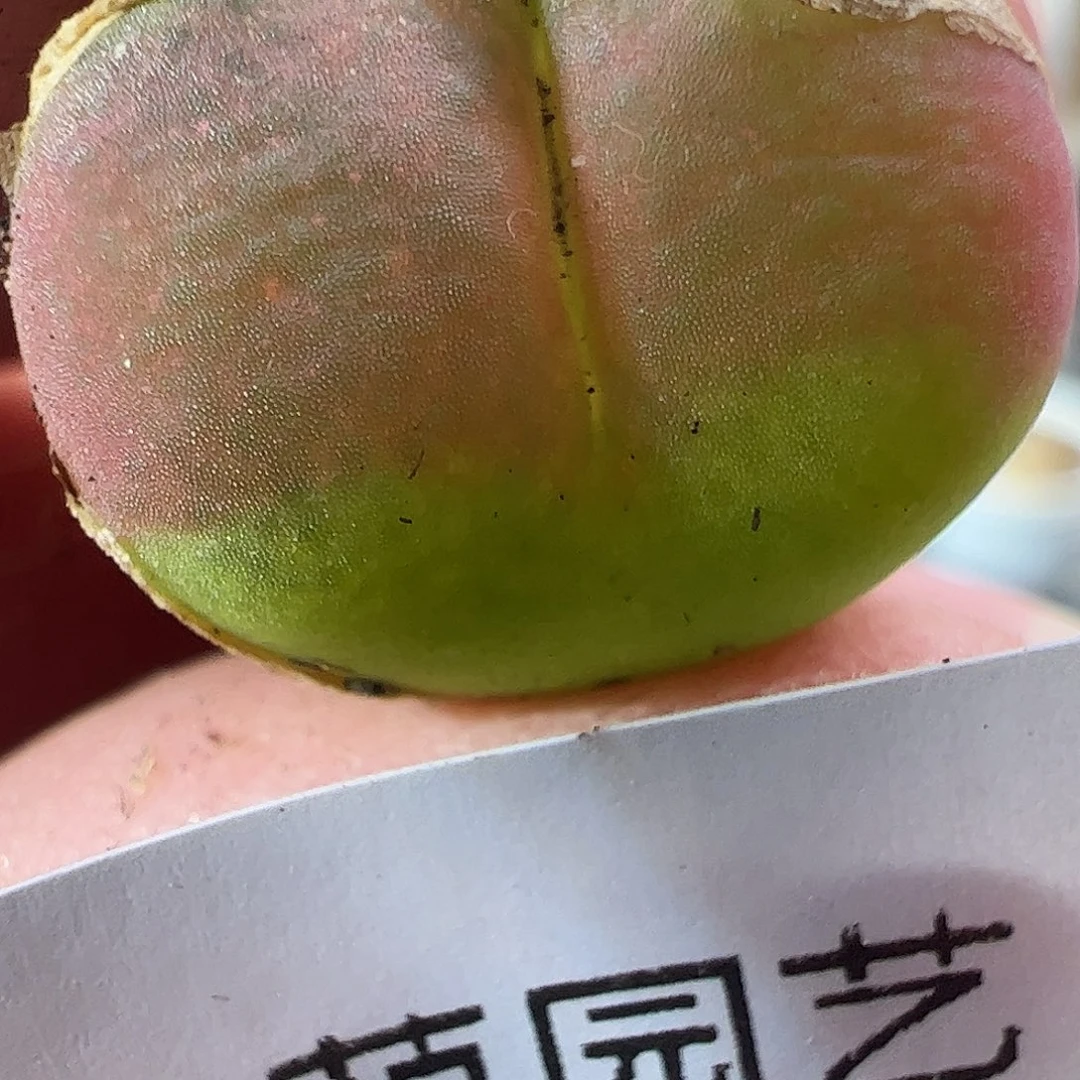 000040 一物一拍杂交冰晶树莓