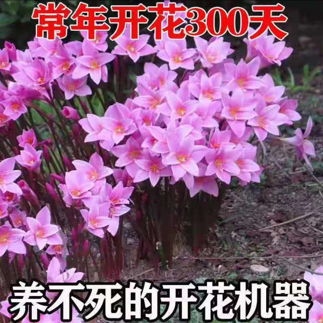 现挖风雨兰种球韭兰种球葱兰花苗铃兰盆栽花卉耐寒户外庭院绿植苗