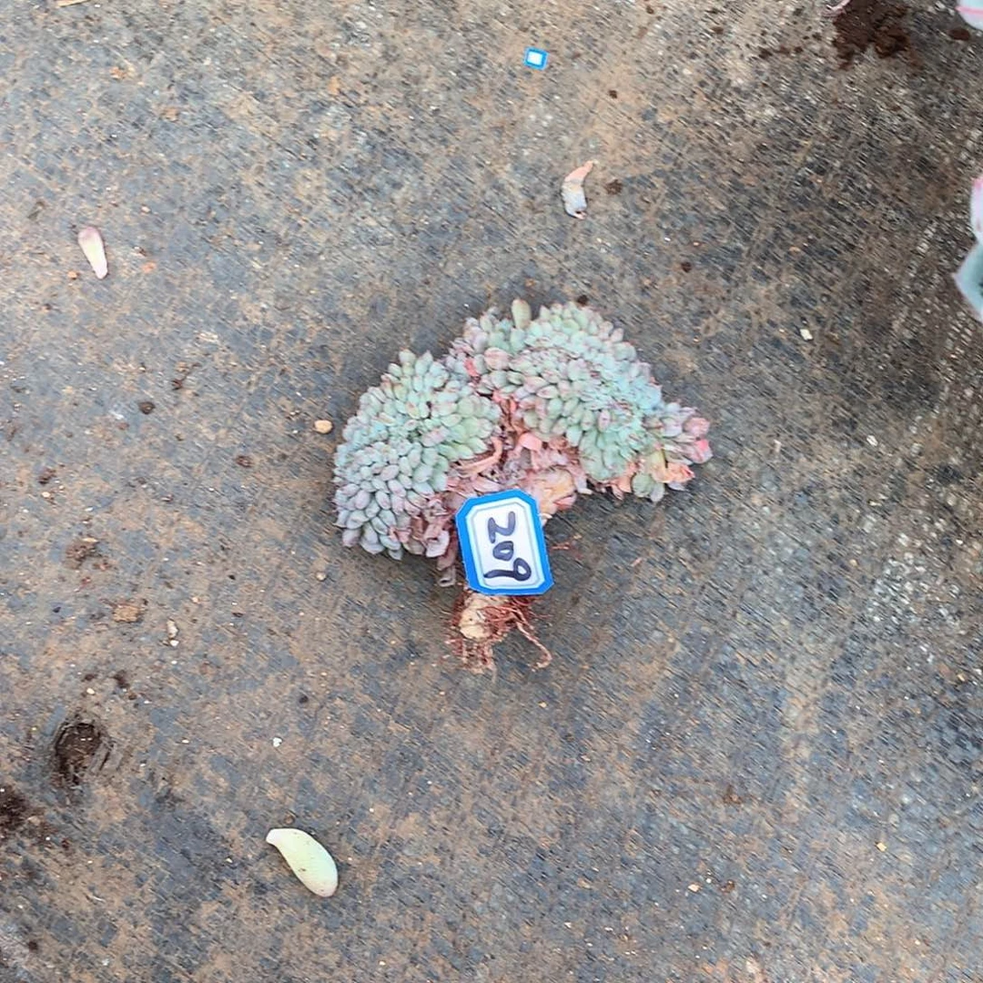 209白胖子 一物一拍多肉