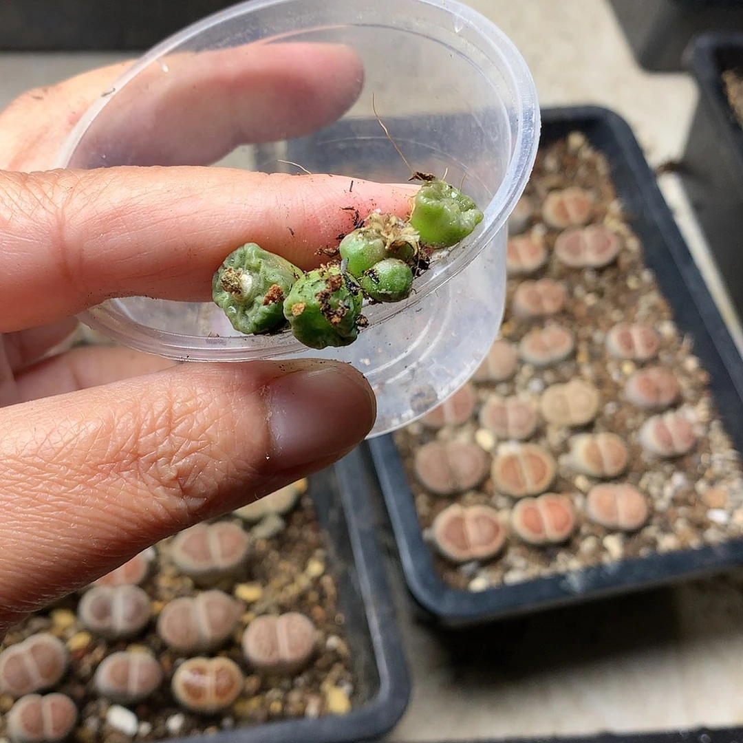 檬*贝T206多肉植物保护研究所