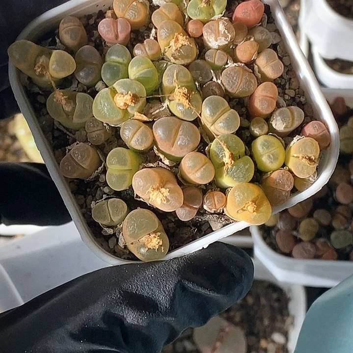 小****?桃喜花园0130-167糖果风铃切糕