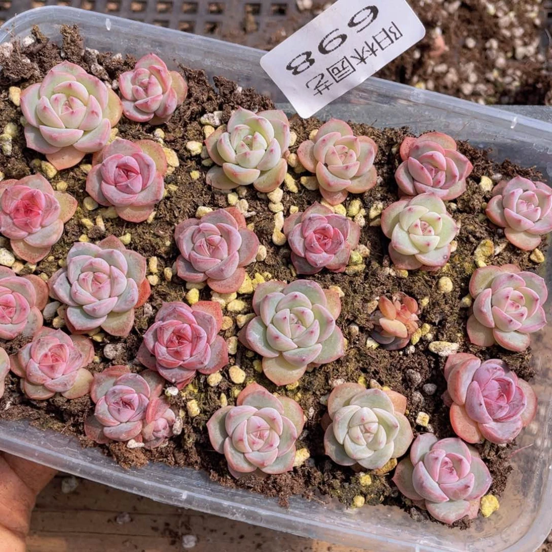 B*i多肉植物多肉植物698