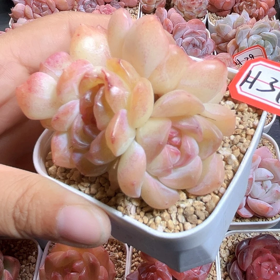 H31  新品珍妮满18包邮