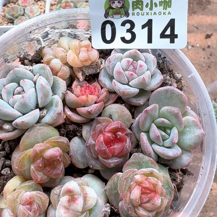 多肉植物多肉植物