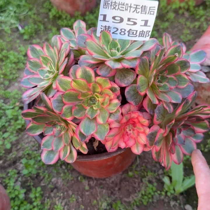 1951三号棚纳福母本