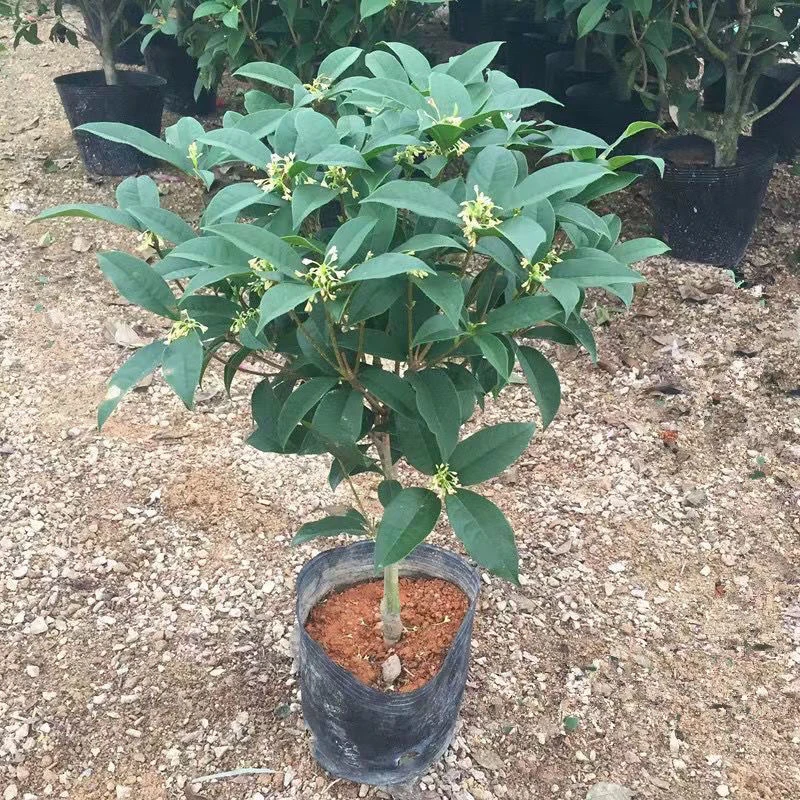 桂花盆栽室内客厅四季桂花绿植金桂树苗花卉浓香型阳台四季开花