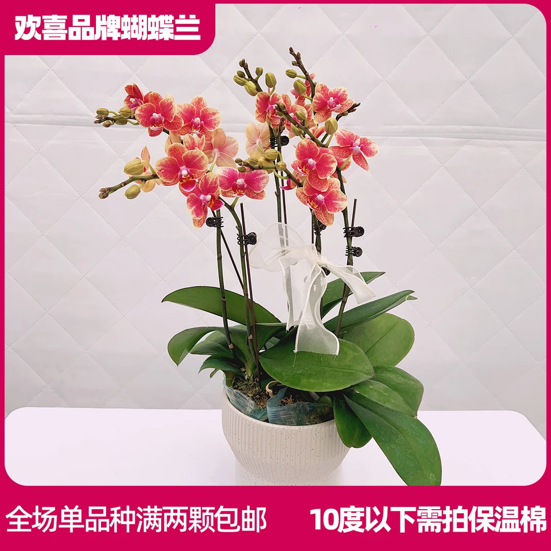 【金蝶3*6】精品蝴蝶兰鲜花绿植室内花盆景