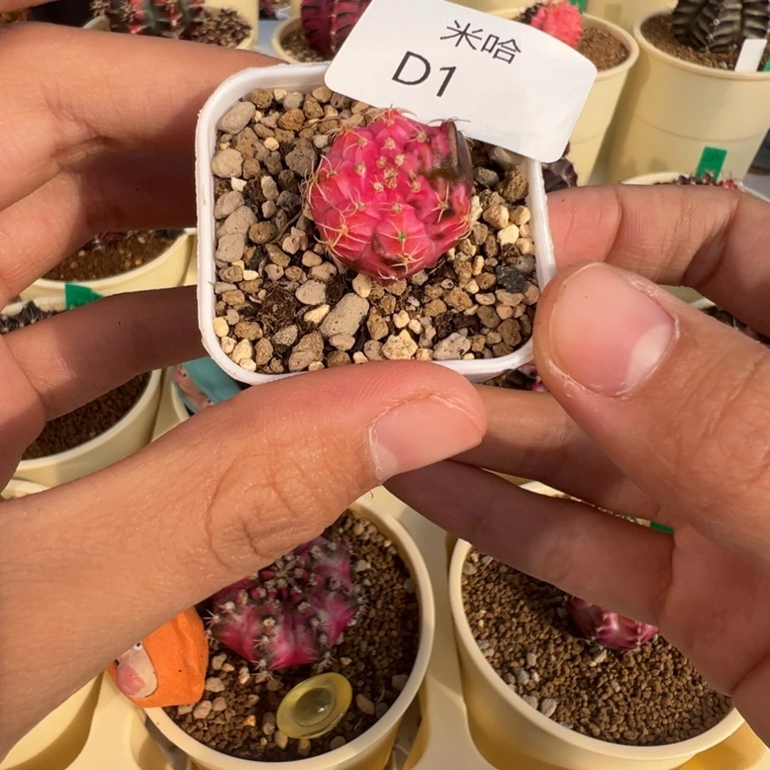 1 好看的米哈冲冲冲
