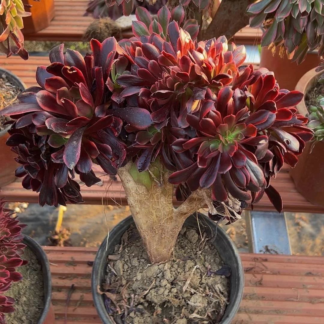 兔**?欧嘉莉缀化脱土发货