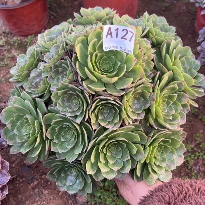 万拉丝多肉植物127.
