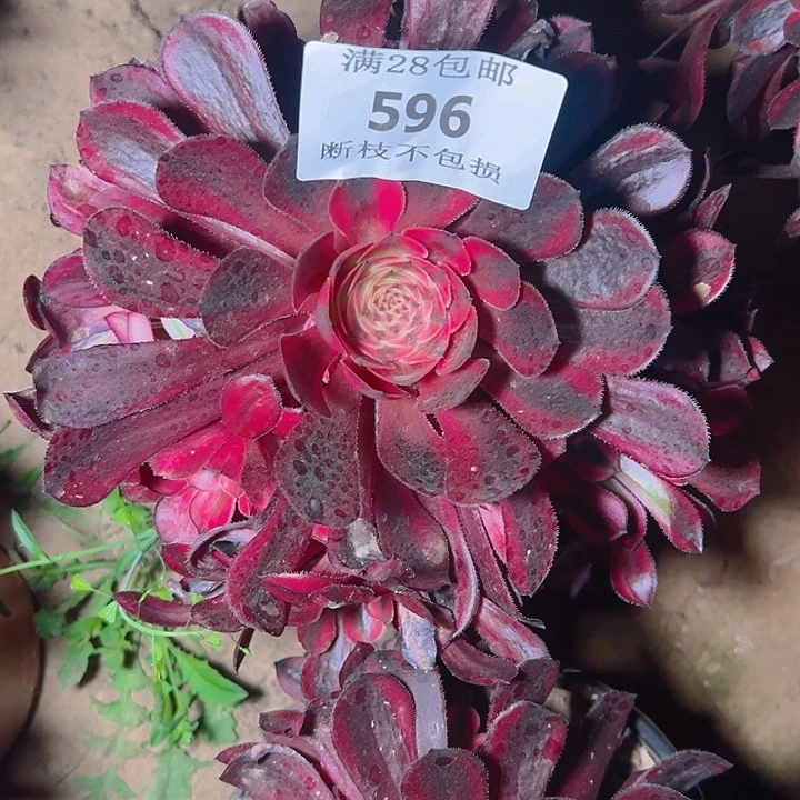 存*姐596白月光多肉植物2号