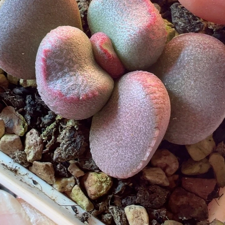 浮**梦可以说我是个很好