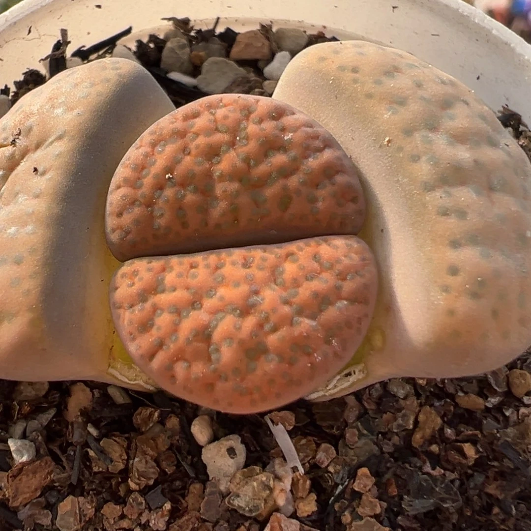 61多肉植物百科植物