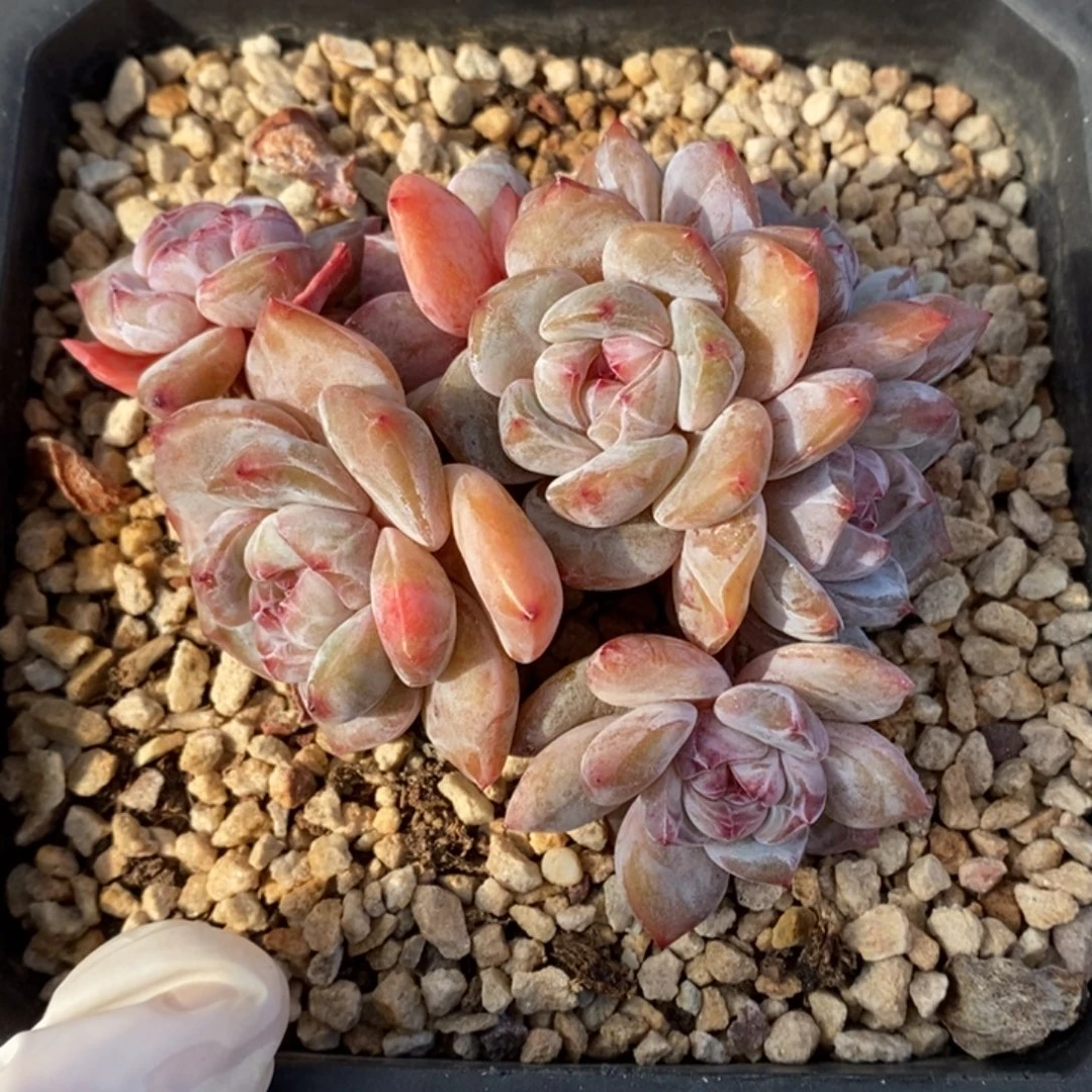 七头小脸胖体粗腿