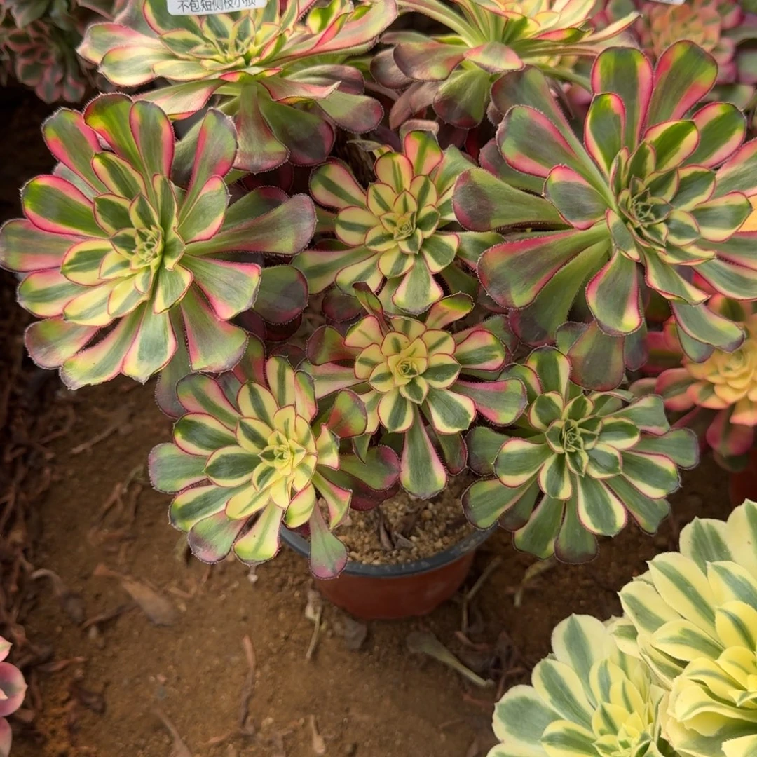 肉****675冰激凌官服25左右2