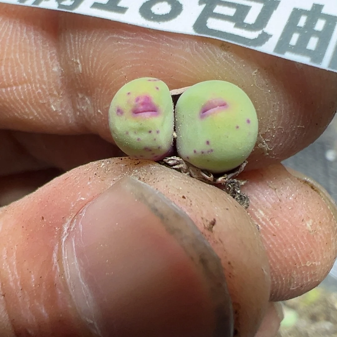 【闪购商品】 911。