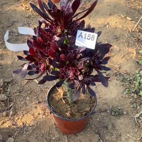 勿*我黑玫瑰捧花一物一拍