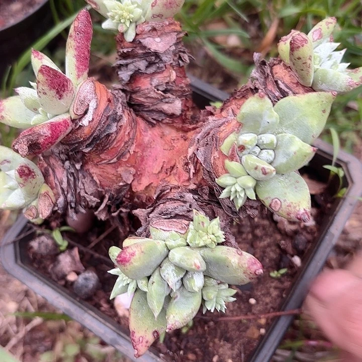 仙女杯多肉植物提取