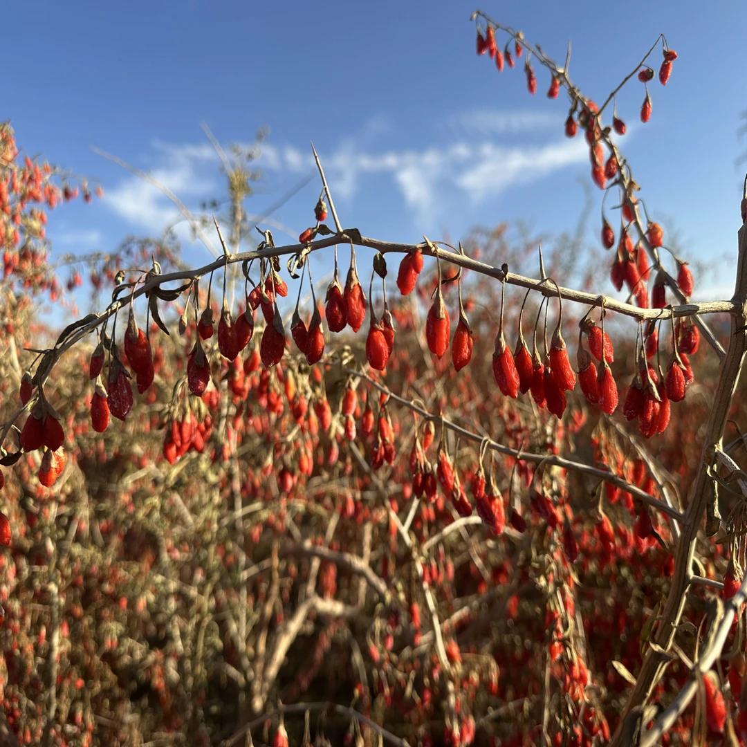 2025吊干红枸杞无硫