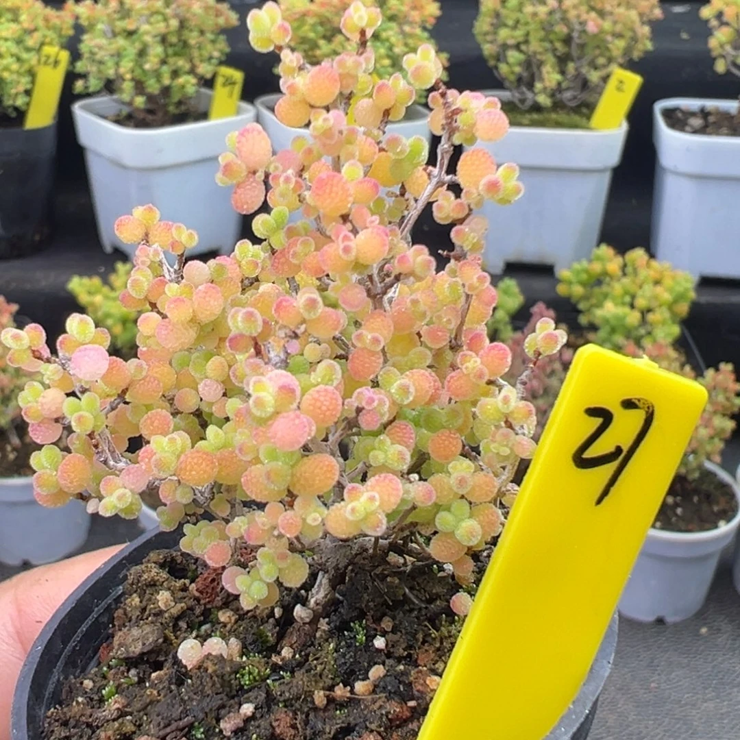 蜜橘糖球27号5cm盆