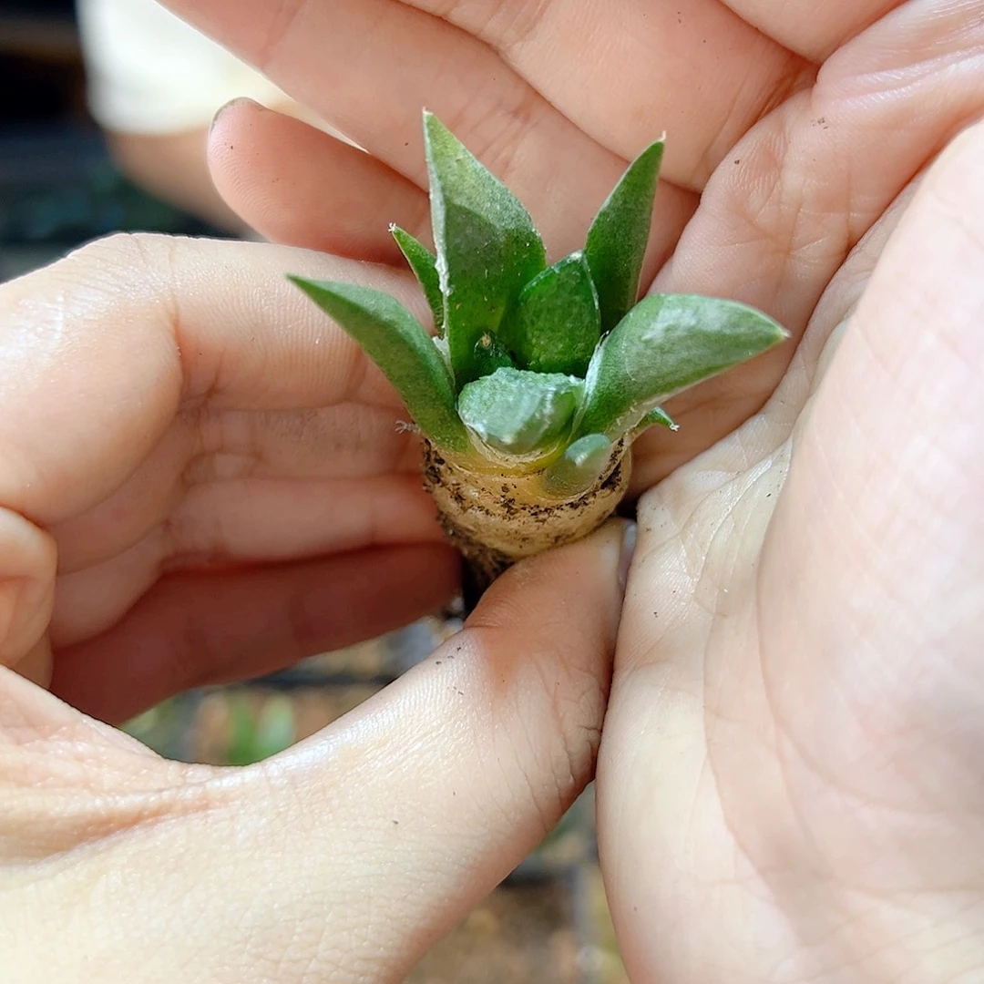 实生龟甲连山3公分1颗