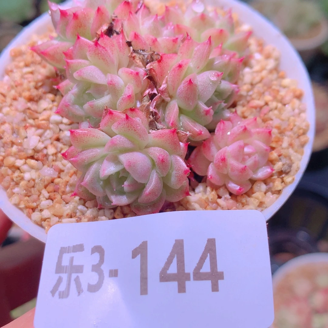 乐然3-144 麦秆群