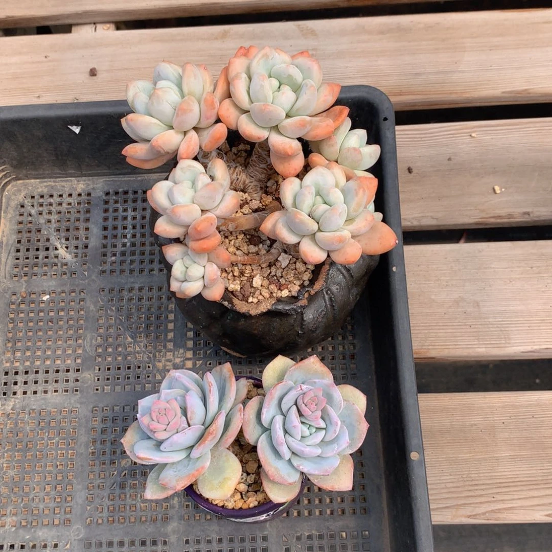 大群香水就好加奶茶