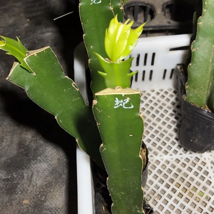 蛇蝎美人嫁接单片小苗一颗60