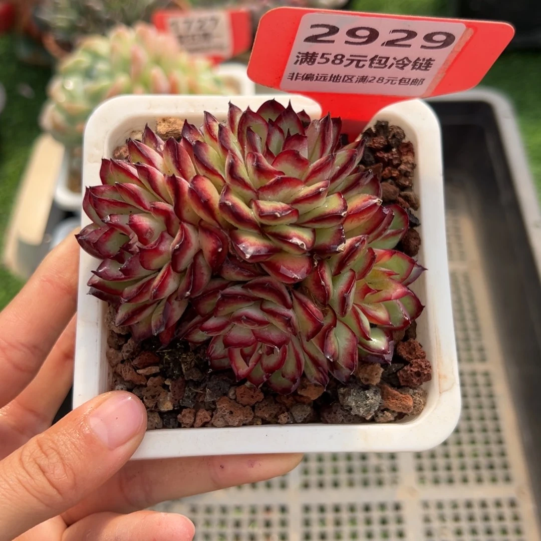 表妹精品精品多肉2929.