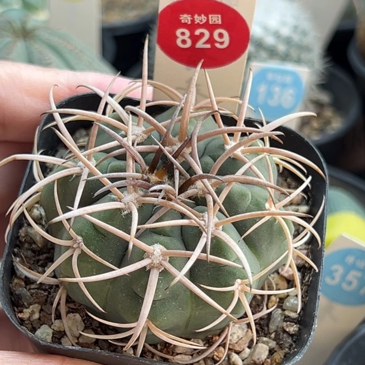 实生狂刺天平丸5.1cm