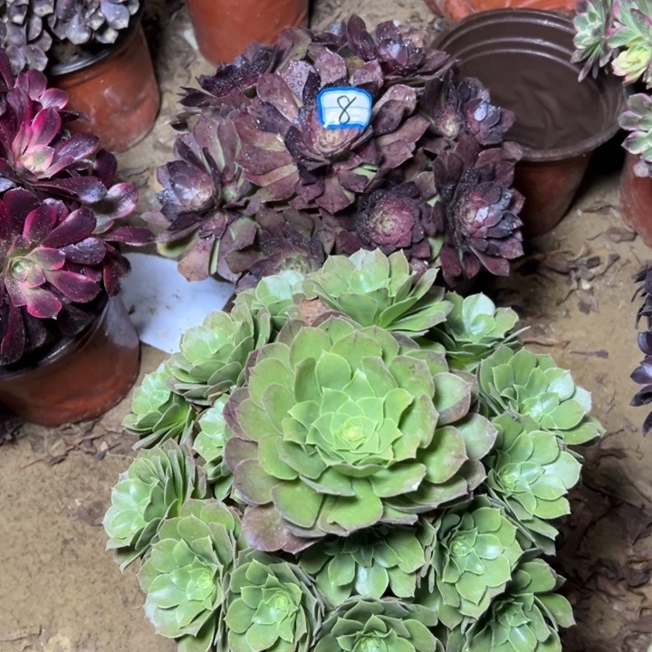 多肉植物两个法师8