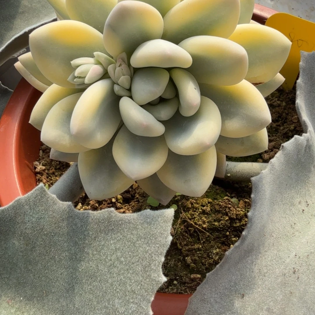 香水三头 安吉园艺锦