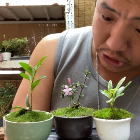 红陶一物一拍所见即所得85