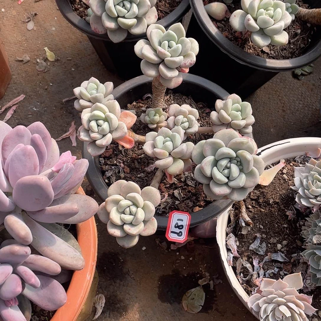 189花瓣鹿 一物一拍多肉