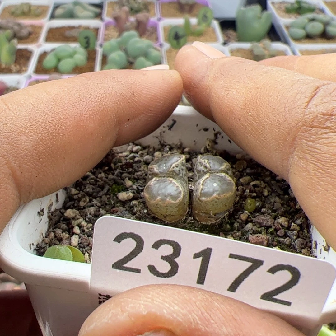 ✨****^大家初三快乐23172