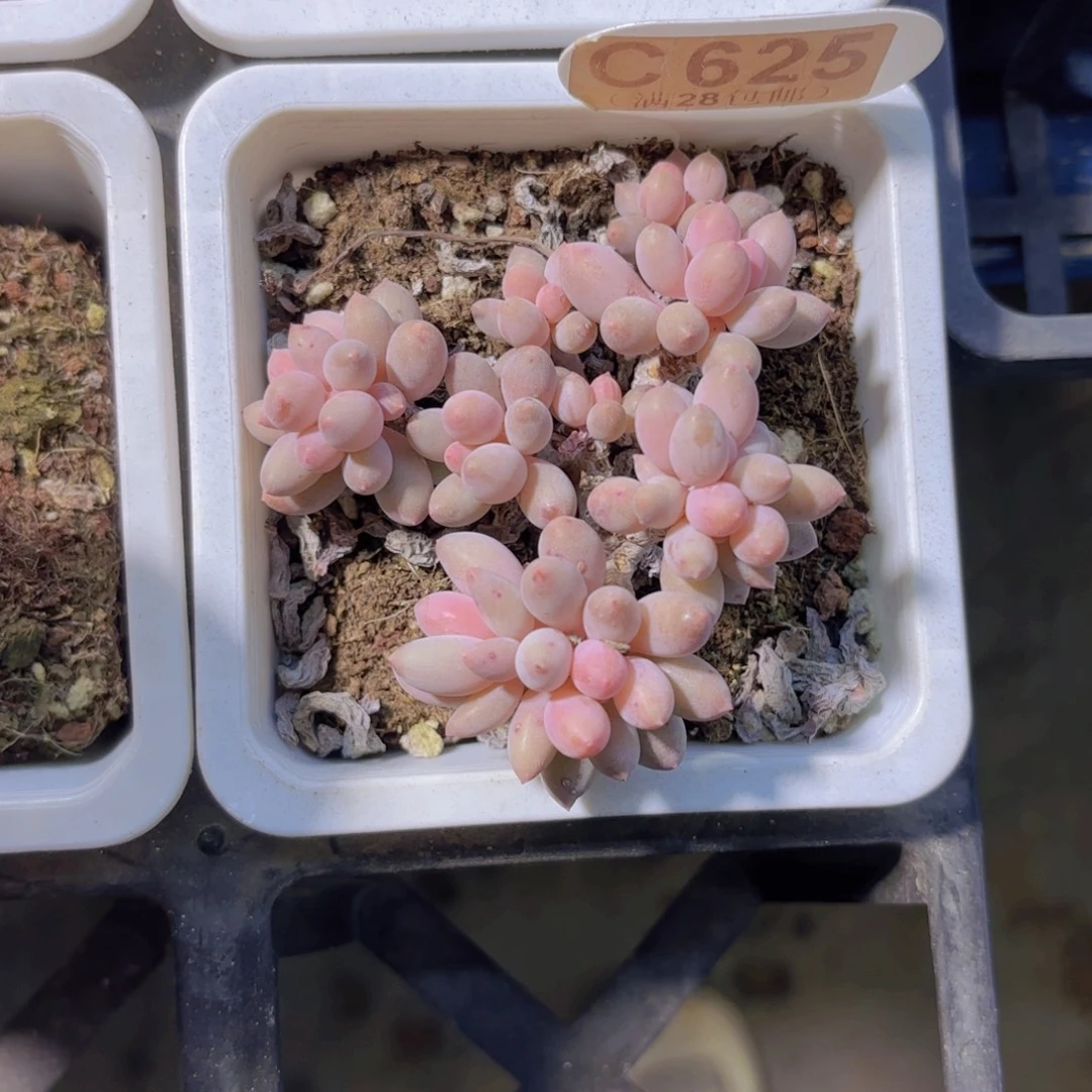 C625手指一物一拍