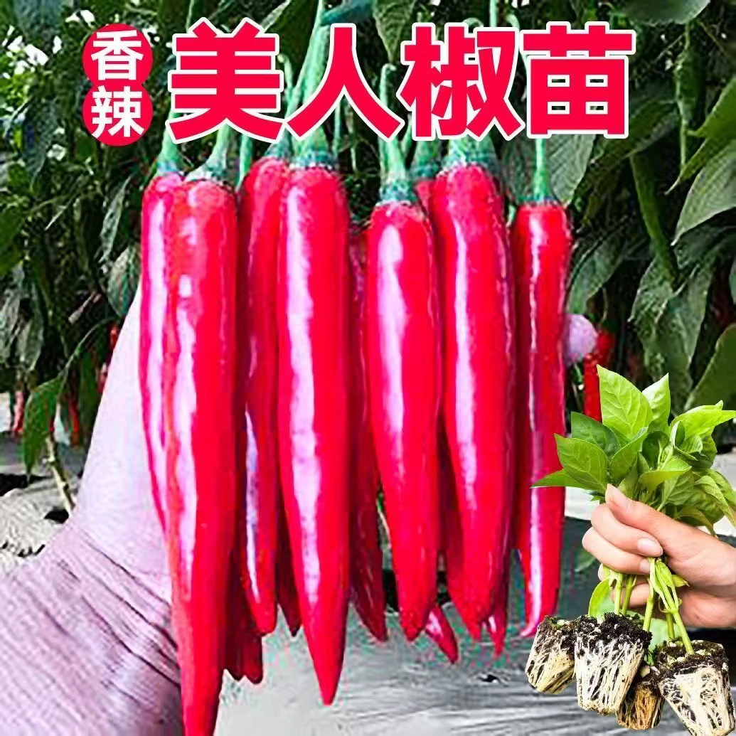 美人椒秧苗大树红尖椒红辣椒种子特香辣四季盆栽菜种籽辣椒苗