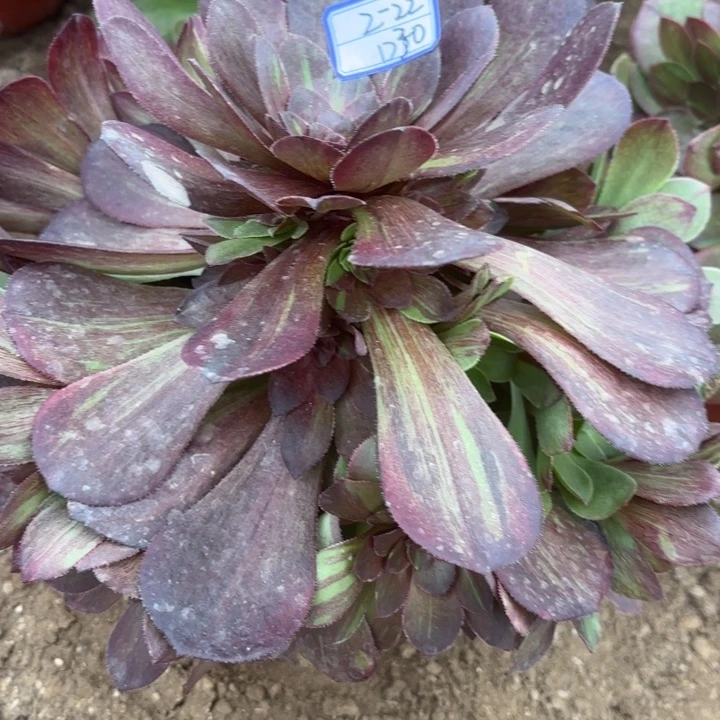 量拍一颗花月夜多肉断枝不包30