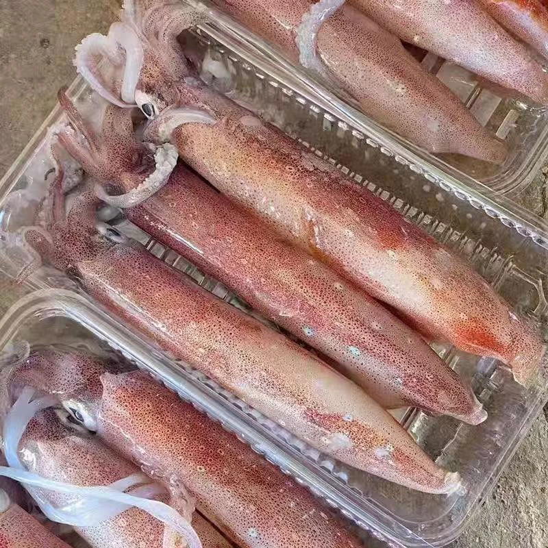 湛江本港新鲜鱿鱼（急冻好发货）