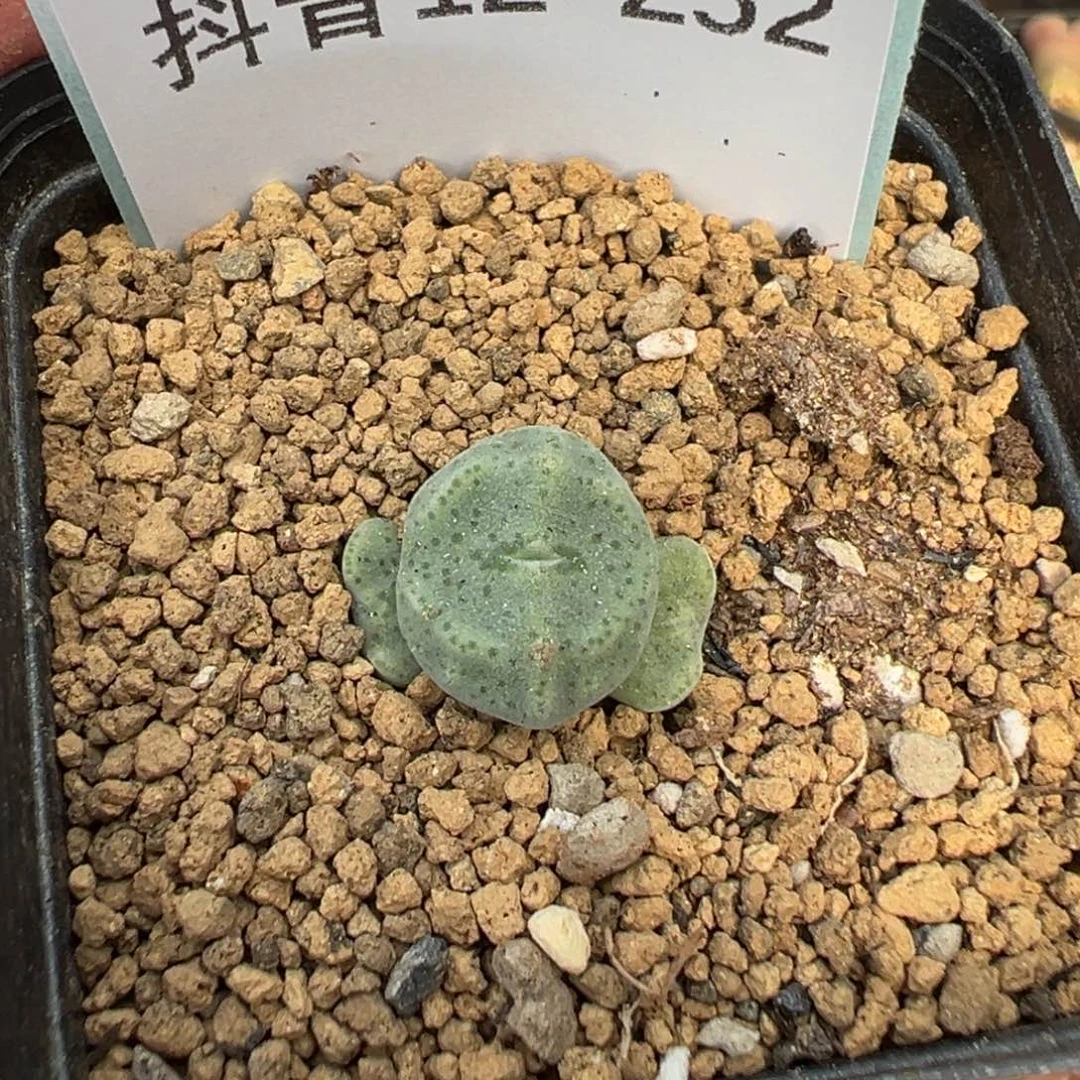 12-252绿豆糕多肉植物