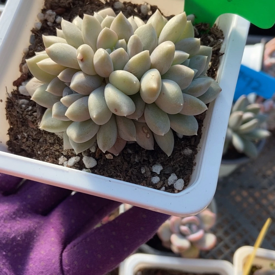 1661奶糖多肉植物