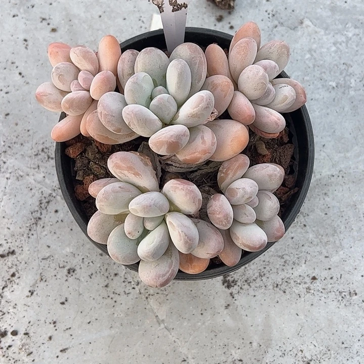 小***間多肉植物组合盆栽24-51