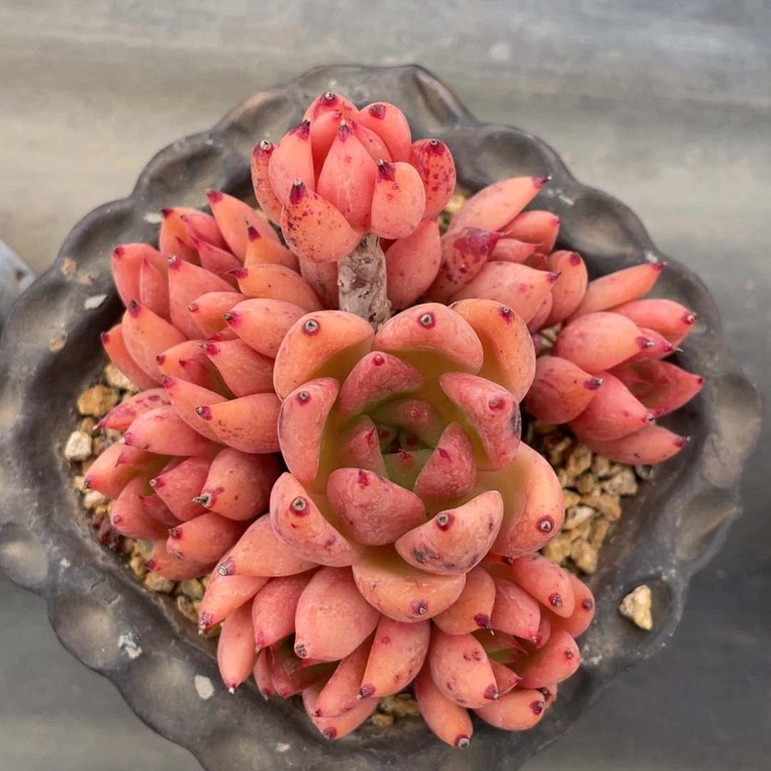 东云杂整装无砍群