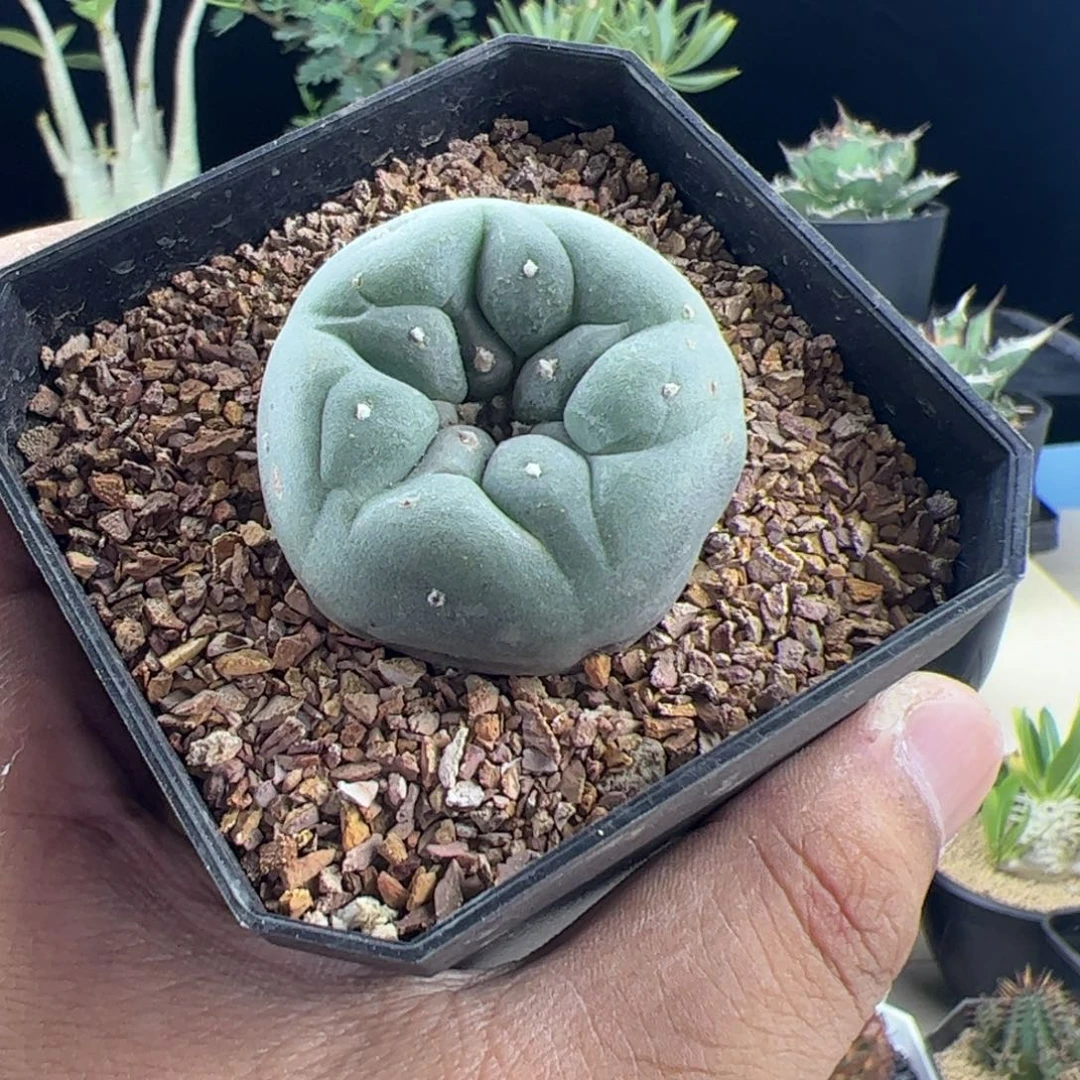 草球3.8一物一拍默认脱土发