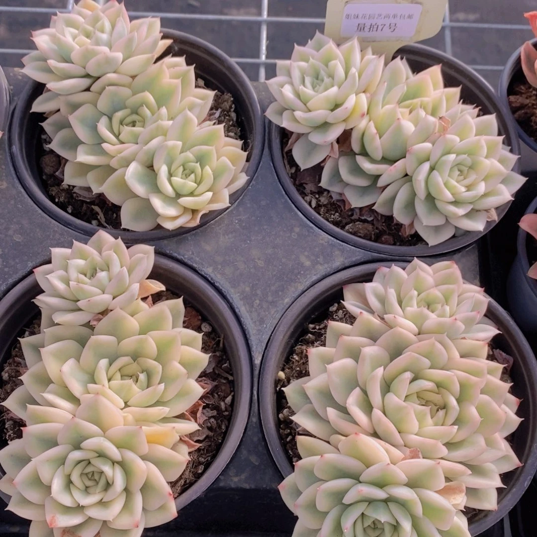 量拍7号 母本月亮仙子锦群一个