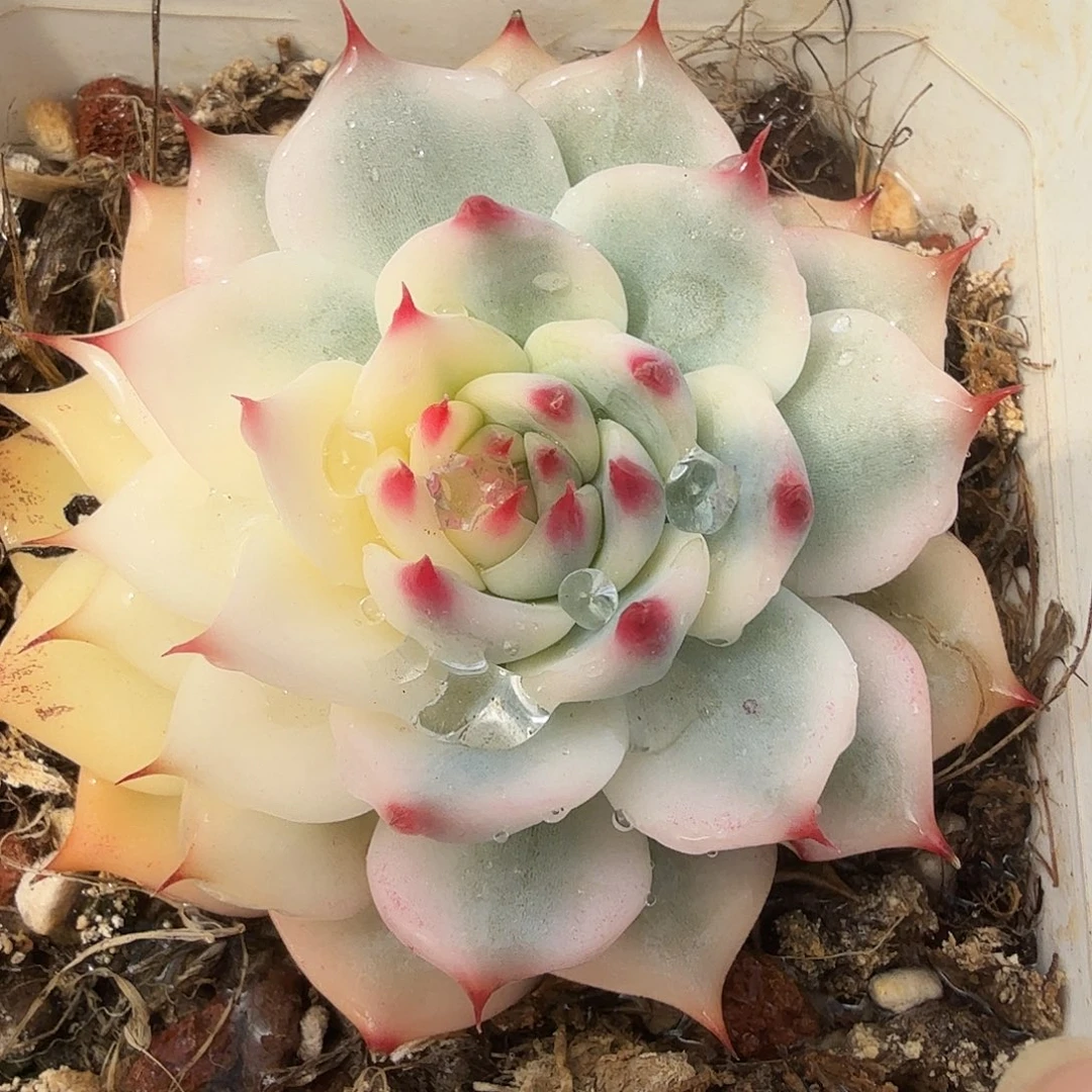 吉娃娃锦，多肉植物