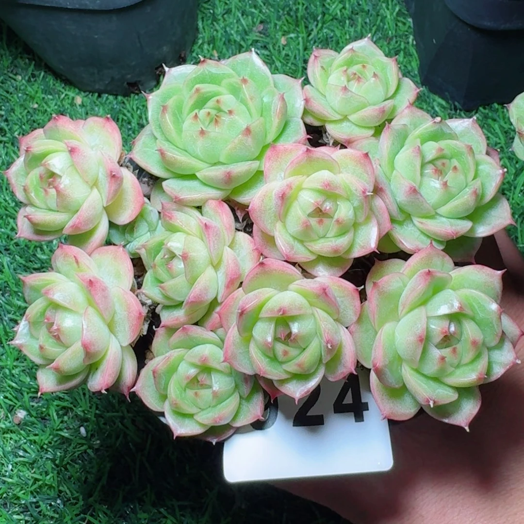麦秆群生            精美多肉植物